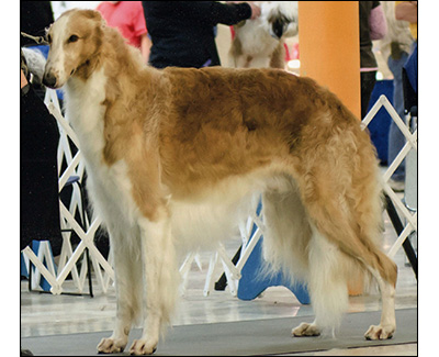 Top Conformation Borzoi 2014